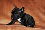 BOULEDOGUE FRANCAIS 785